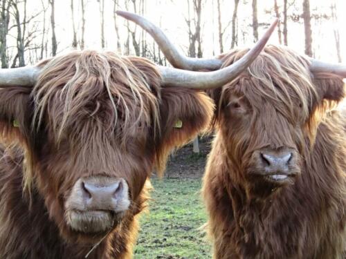 highland-cow-2068736_1920-1024x768